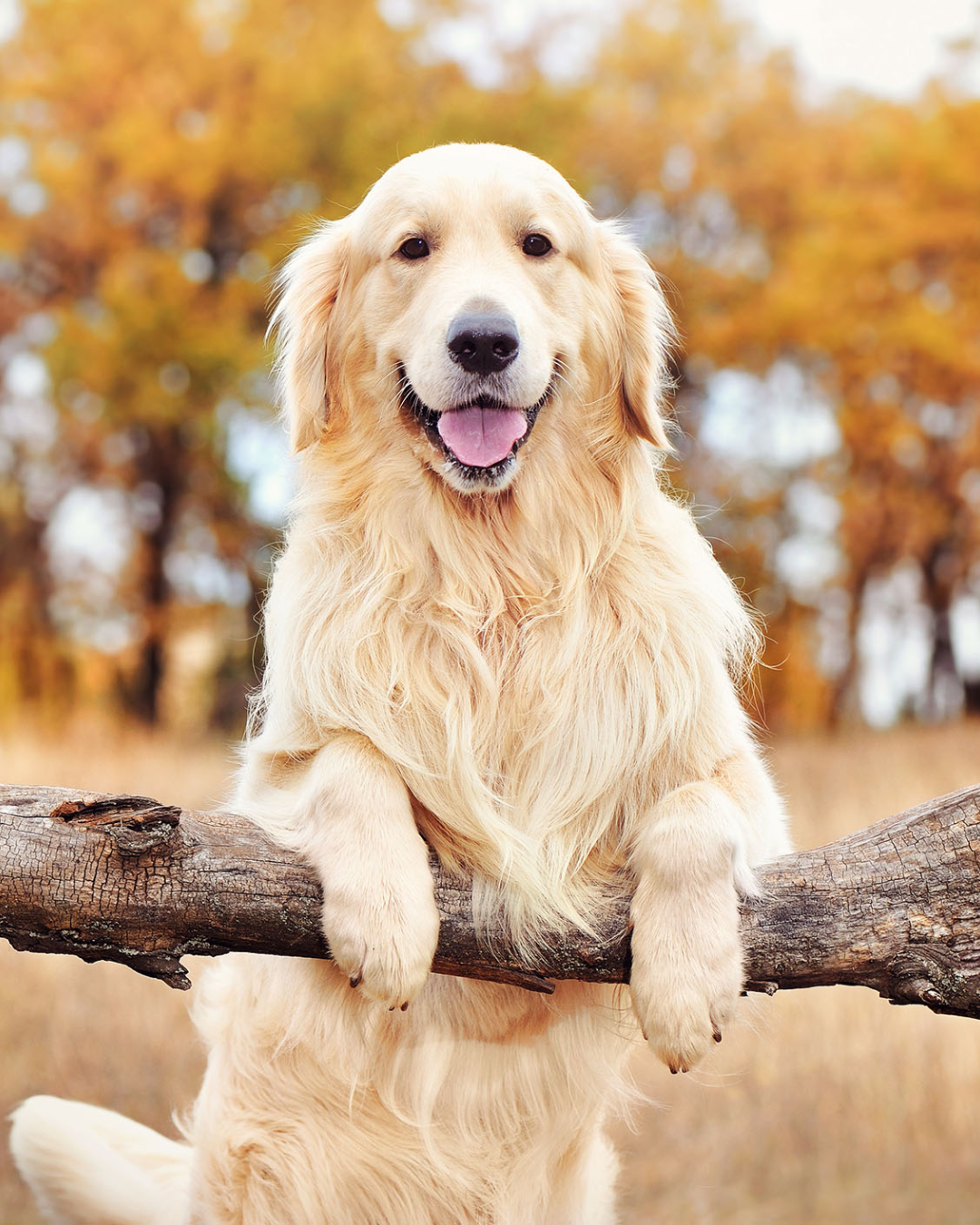DTC Pet Brand Case Study
